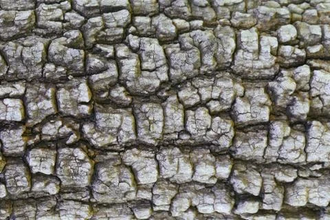 Brown surface shell of a tree for design. Stock Photos
