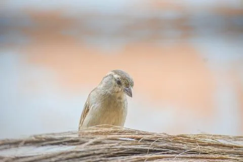 Brown swallow posing for camera Stock Photos