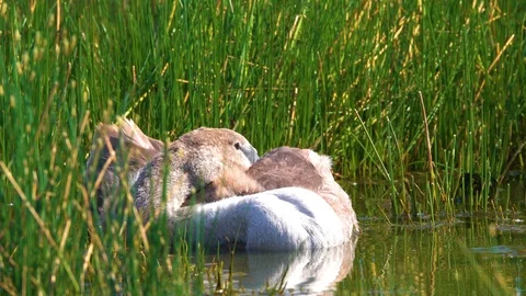 Brown swan resting on a pond Stock Footage 122016129