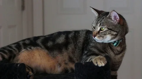 Brown tabby cat with bowtie and green eyes Stock Footage 78771397