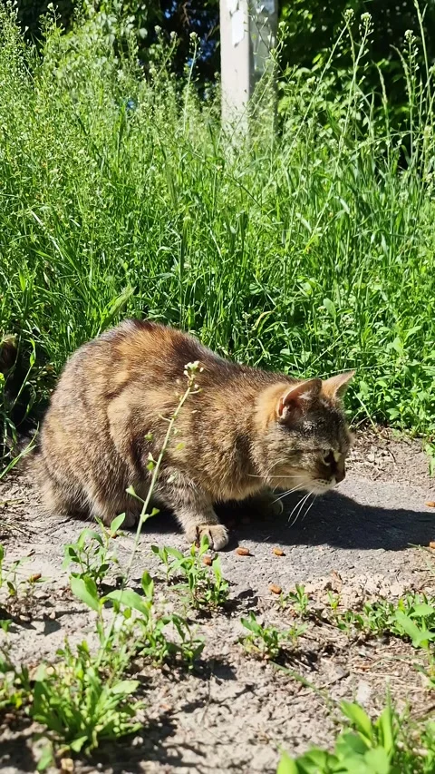 Brown Tabby Cat Eating Dry Kibble on Sunny Outdoor Path Next to Green Grass Stock Footage 339078433