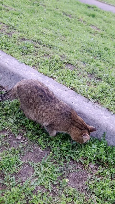 Brown Tabby Cat Explores Green Grass Beside Concrete Curb in Park Setting Video stock 339001257