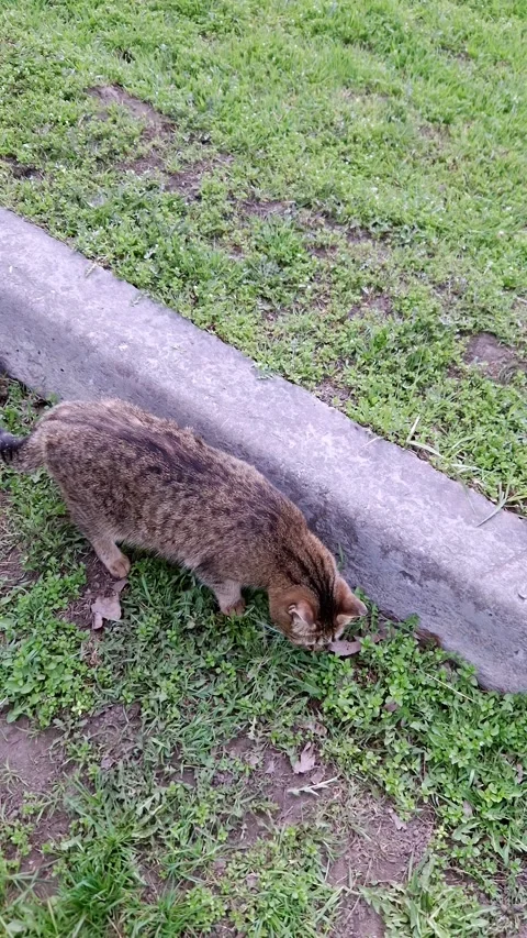 Brown Tabby Cat Exploring and Sniffing Green Grass Near Concrete Curb Stock Footage 339001186