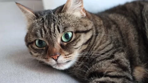 Brown tabby cat laying down then turning the head to the camera and lays agai Stock Footage 191601201