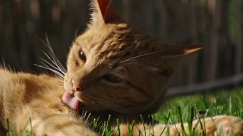 Brown Tabby Cat laying down on grass, grooming leg with tongue Stock Footage 276388757