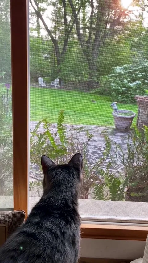 Brown tabby cat looking out a window screen Stock Footage 263510632