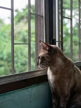 Brown Tabby Cat Looking Out Window Through Screen Mesh Curious Pet Animal P.. Foto stock