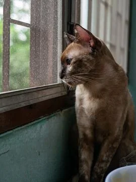 Brown Tabby Cat Looking Out Window Through Screen Mesh Curious Pet Animal P.. 스톡 사진