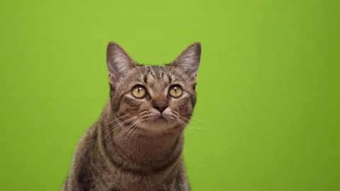 Brown tabby cat looking up the top Stock Footage 276870254