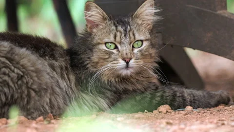 Brown tabby cat lying on the floor in slow motion 4k Video stock 239643816