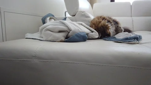 Brown tabby cat lying in the house, siberian breed Vídeo Stock 128185576