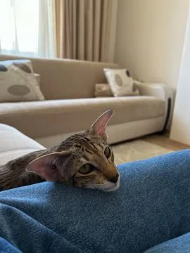 A brown tabby cat is lying on a sofa with its head resting on jeans Stock Photos