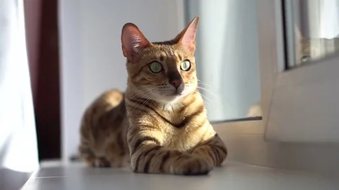 Brown tabby cat lying on the windowsill in summer. Stock-Footage 74759341