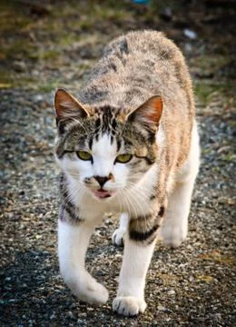 Brown tabby cat Stock Photos