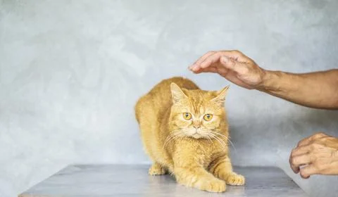 Brown tabby cat with positioning help from person for camera pose Stock Photos