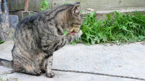 A brown tabby cat sits on the grass on a summer day and washes. Stock Footage 162094785
