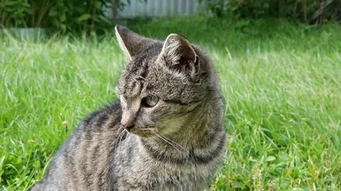 A brown tabby cat sits on the grass during the summer day and looks around. Stock Footage 162094787