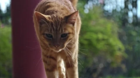 Brown Tabby Cat walking closer close up, on porch Stock Footage 276387644