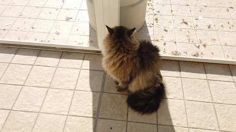 Brown tabby cat at the window, long haired Vídeo Stock 122945021