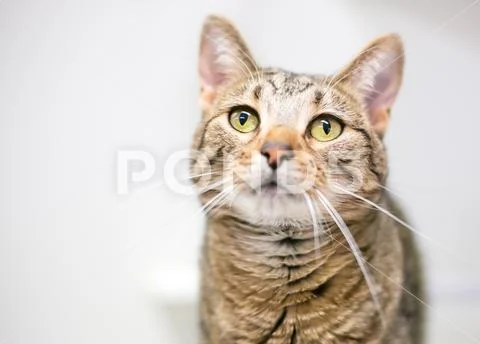 A brown tabby domestic shorthair cat with yellow eyes Stock Photos