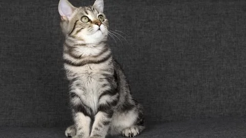 Brown tabby kitten sits on a gray background and looks around Video stock 220295819