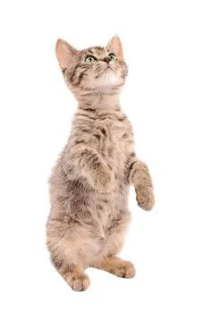 Brown tabby kitten standing on two feet Stock Photos