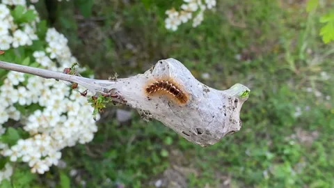 Brown Tail Moth Caterpillar Stock Footage 130596155