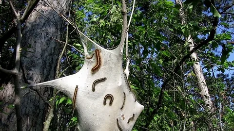Brown tail moth caterpillars wriggle and squirm inside their nest. Stock-Footage 73780146