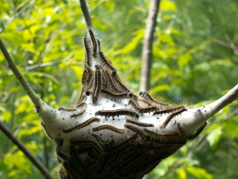 Brown tail moth larvae squirming about in nest. Stock Photos
