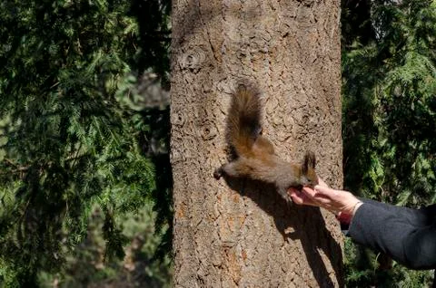 Brown-tailed squirrel on a tree trunk in a park takes food by hand Stock Photos