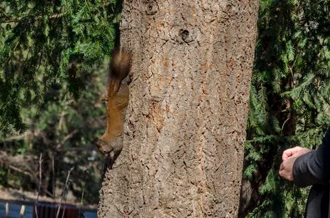 Brown-tailed squirrel on a tree trunk in a park looking for food Stock Photos