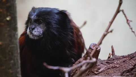  a brown Tamarin  Stock Footage 271209535
