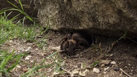 Brown tarantula under a rock Stock Footage 74674137