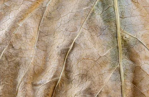 Brown Teak leaf close up Stock Photos