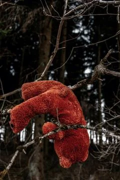 Brown teddy bear hanging between branches at dark forest Stock Photos