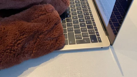 Brown teddy working on the computer or laptop. Home office. Digital marketing. 库存影片 128777467