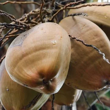 Brown tender coconuts Stock Photos