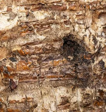 Brown texture of the bark of a tree. it have serveral year for growth age in  Foto stock