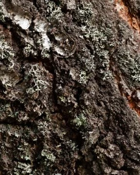 Brown texture of a birch tree close up Stock Photos