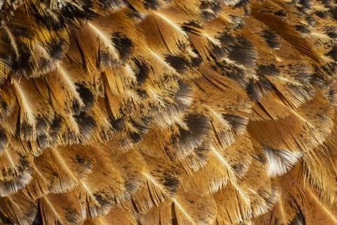 Brown texture of bird feathers, background for an inscription and a banner Foto stock