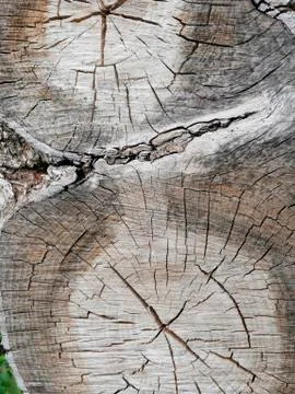 Brown texture of a cut of an old tree in an environment Stock Photos