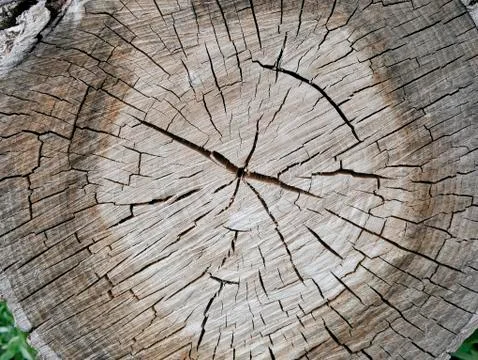 Brown texture of a cut of an old tree in an environment Stock Photos