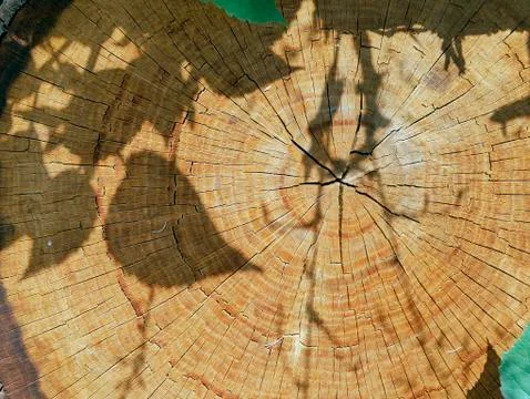 Brown texture of a cut of an old tree in an environment Stock Photos