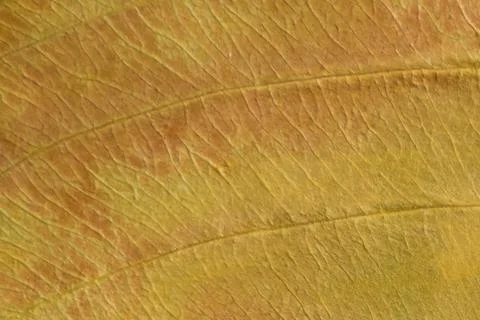 Brown texture of a dry leaf Stock Photos