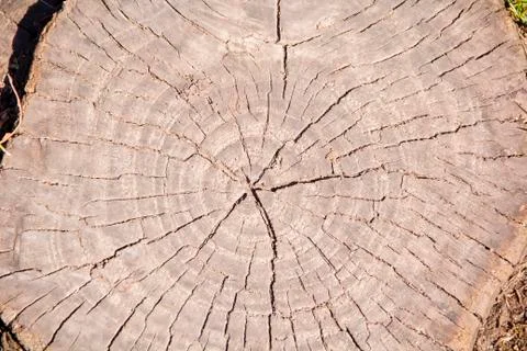 Brown texture stem tree Stock Photos