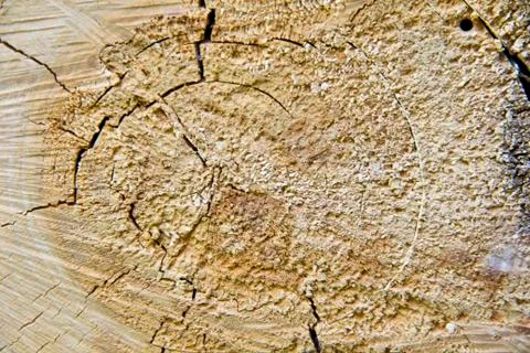 Brown texture stem tree Stock Photos