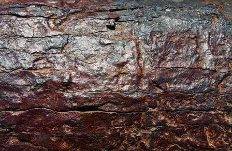 Brown texture of a tree Stock Photos