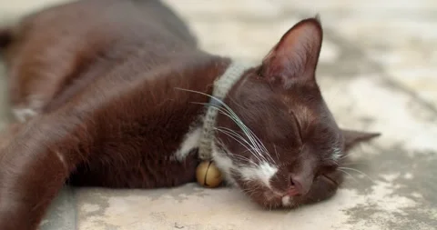 Brown Thai cat sleeping. Stock Footage 248248852