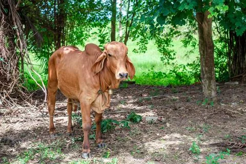 Brown Thai cattle Its back was not as perfect as the other cows. Stock Photos