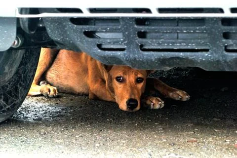The brown Thai dog is lying under the car because of the hot weather. Stock Photos